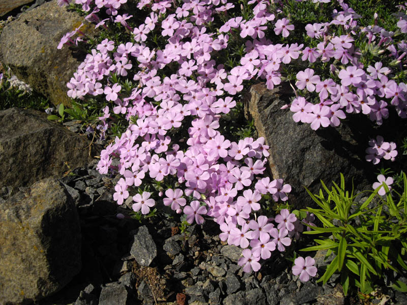 Phlox 'les ponts de Cé' photo